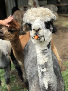 Feeding Alpaca carrots